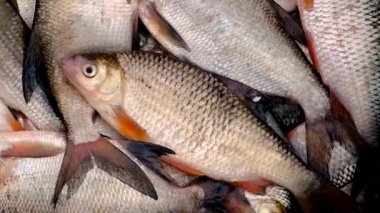 Balık nehir hamamböceği ve çipura. Seçici odaklanma. hayvan.