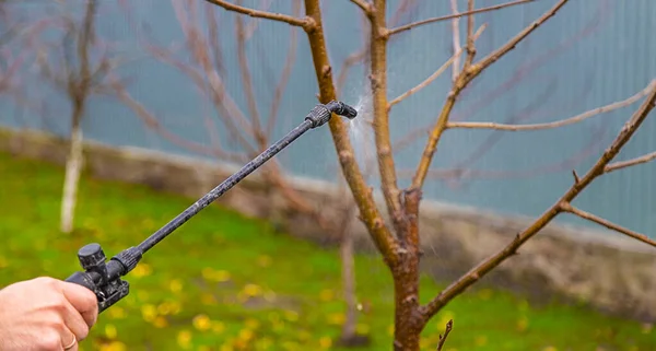 İnsanlar bahçedeki ağaçları işlerler. Seçici odaklanma. Doğa.