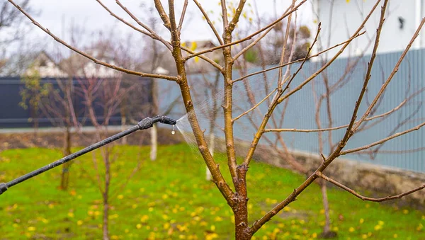 İnsanlar bahçedeki ağaçları işlerler. Seçici odaklanma. Doğa.