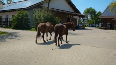 Bir kadın çiftlikte ata liderlik ediyor. Seçici odaklanma. Hayvan..