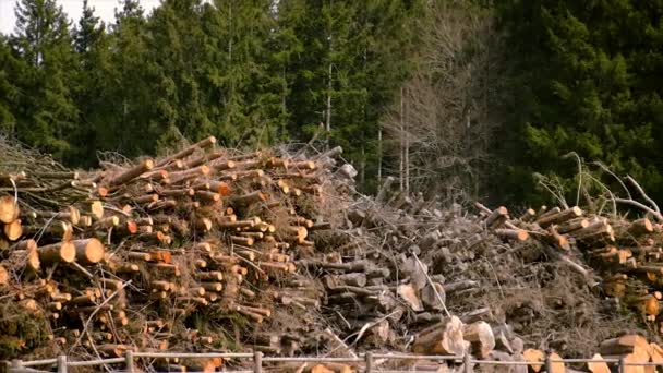 森林里的柴火劈柴 有选择的重点 — 图库视频影像