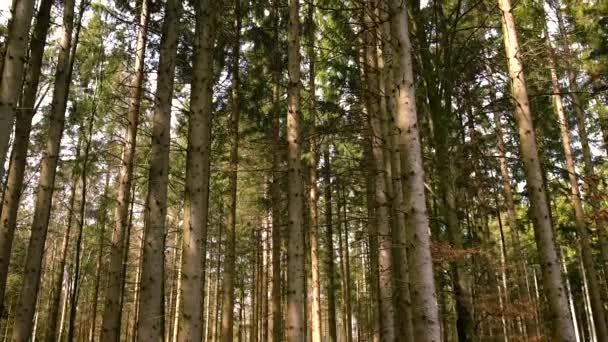 Pinheiros Crescem Floresta Foco Seletivo Natureza — Vídeo de Stock