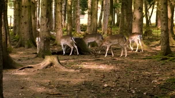 Herd Deer Forest Selective Focus Animal — Stock Video
