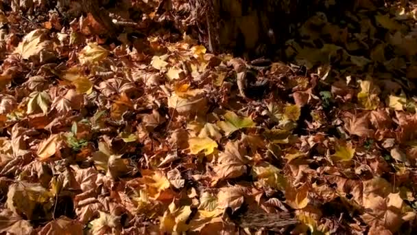 Δρόμος Στο Πάρκο Κίτρινα Φύλλα Επιλεκτική Εστίαση Φύση — Αρχείο Βίντεο