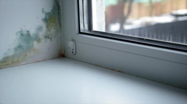 Pencere yamacında küf mantarı. Seçici odaklanma. ev.
