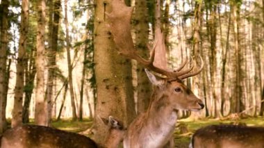 Ormanda bir geyik sürüsü. Seçici odaklanma. hayvan.