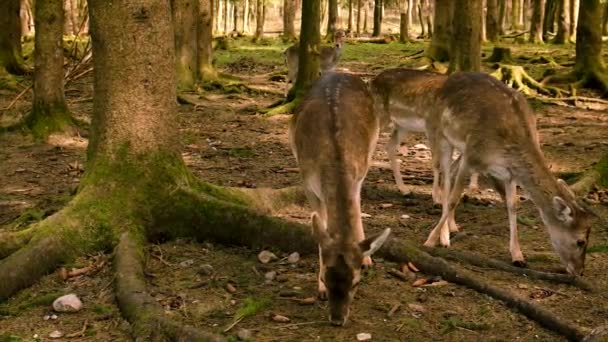 Eine Rotwildherde Wald Selektiver Fokus Tier — Stockvideo
