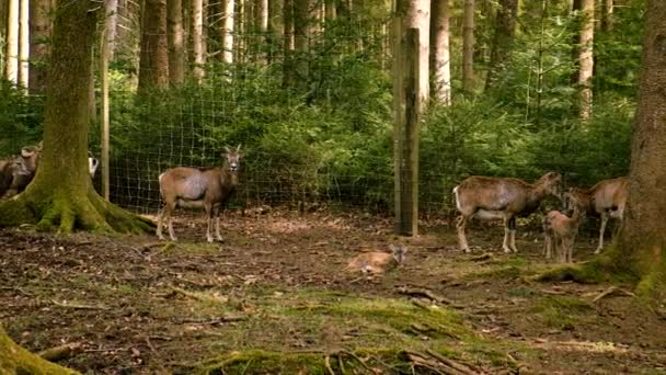 鹿和鹿在森林里 有选择的重点 — 图库视频影像