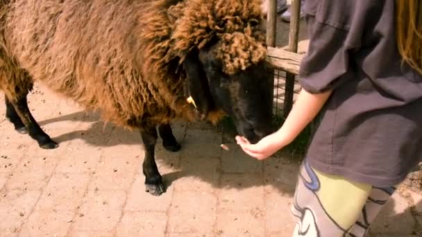孩子们在农场喂羊 有选择的重点 — 图库视频影像