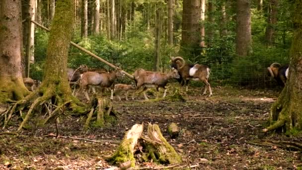 森の中の鹿とイクラ 選択的フォーカス — ストック動画