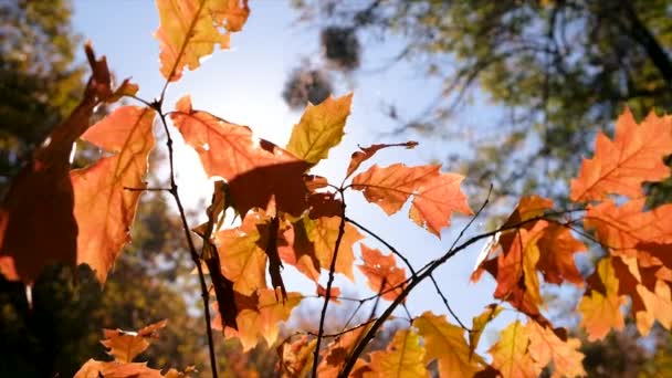 Pohon Musim Gugur Dengan Daun Kuning Fokus Selektif Alam — Stok Video