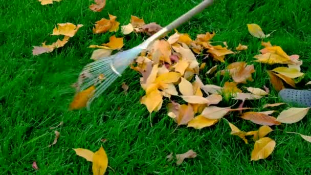 Tuinman Verwijdert Omgevallen Bladeren Het Gras Selectieve Focus Natuur — Stockvideo