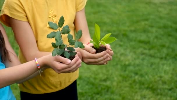 Παιδί Κρατάει Φυτό Και Χώμα Στα Χέρια Του Επιλεκτική Εστίαση — Αρχείο Βίντεο