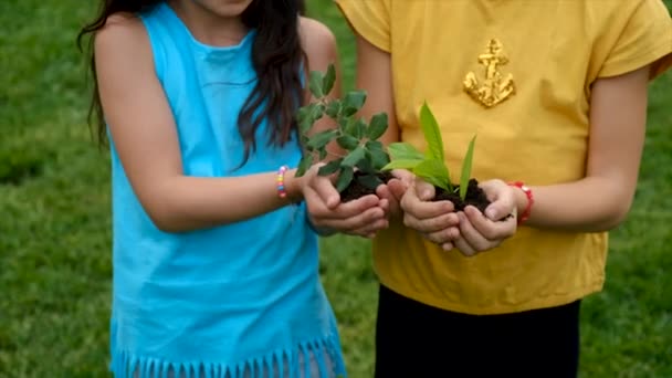 Ребенок Держит Руках Растение Почву Выборочный Фокус Kid — стоковое видео