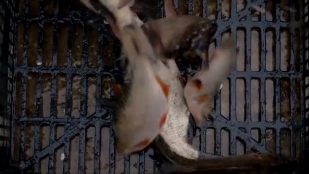 魚川のローチと鯛 選択的フォーカス — ストック動画