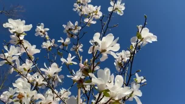 Blommande Magnolier Mot Himlen Selektivt Fokus Natur — Stockvideo