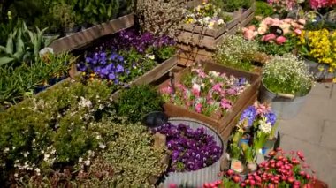 Bahçe için çiçekçi dükkanı. Seçici odaklanma. Doğa.