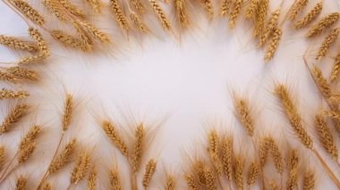 Beyaz arka planda buğday dalları. Seçici odaklanma. Doğa .