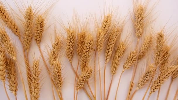 Колоски Пшениці Білому Тлі Вибірковий Фокус Природа — стокове відео