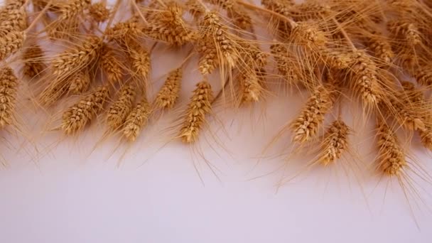 Beyaz Arka Planda Buğday Dalları Seçici Odaklanma Doğa — Stok video