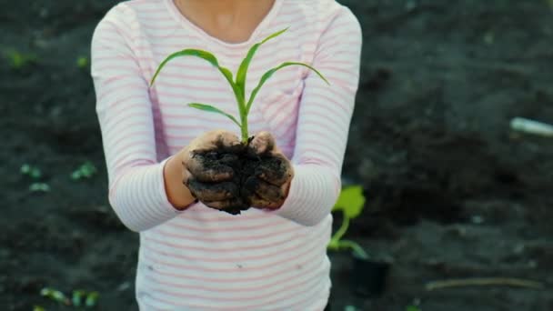 Criança Está Plantando Uma Planta Jardim Foco Seletivo Natureza — Vídeo de Stock