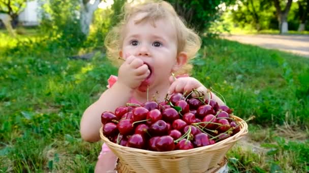 子供は庭でさくらんぼを食べる 選択的フォーカス キッド — ストック動画