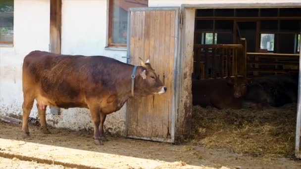 Byki Krowy Farmie Wybiórcze Skupienie Zwierzęta — Wideo stockowe