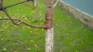 Çiftçi bahçedeki ağaçları işliyor. Seçici odaklanma. Doğa.