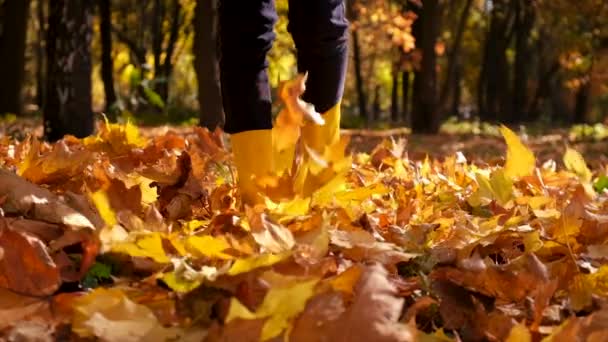 Ένα Παιδί Περπατάει Φθινόπωρο Κίτρινα Φύλλα Επιλεκτική Εστίαση Φύση — Αρχείο Βίντεο