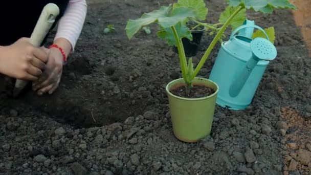 Child Planting Plant Garden Selective Focus Nature — Stock Video