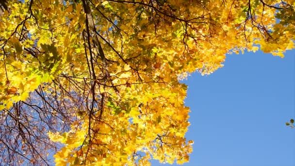 Sarı Yapraklı Sonbahar Ağacı Seçici Odaklanma Doğa — Stok video