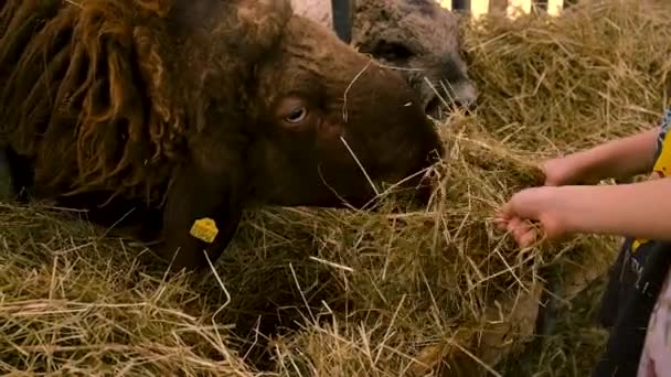Bambini Nutrono Pecore Della Fattoria Concentrazione Selettiva Animale — Video Stock