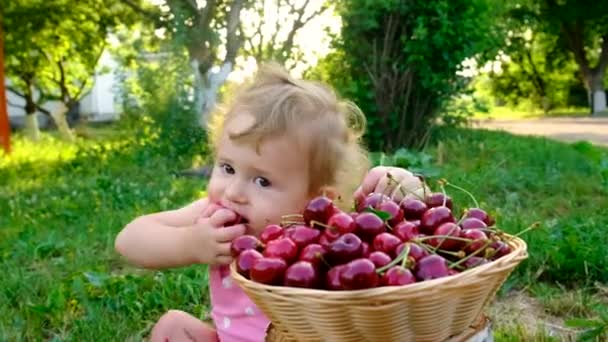 Barnet Äter Körsbär Trädgården Selektivt Fokus Grabben — Stockvideo