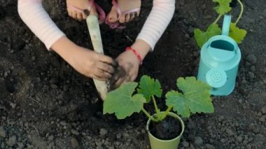Çocuk bahçeye bir bitki ekiyor. Seçici odaklanma. Doğa.