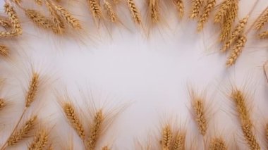 Beyaz arka planda buğday dalları. Seçici odaklanma. Doğa .