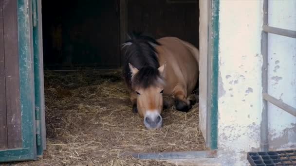 馬は農場にいる 選択的フォーカス — ストック動画