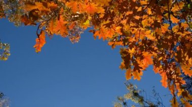 Sarı yapraklı sonbahar ağacı. Seçici odaklanma. Doğa.