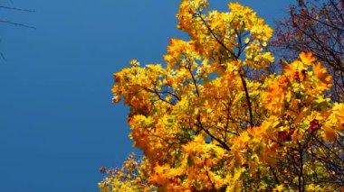 Sarı yapraklı sonbahar ağacı. Seçici odaklanma. Doğa.