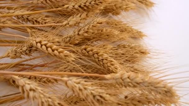 Колоски Пшеницы Белом Фоне Выборочный Фокус Природа — стоковое видео