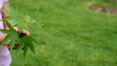 Çocuk bitkiyi ve toprağı elinde tutuyor. Seçici odaklanma. Çocuk.