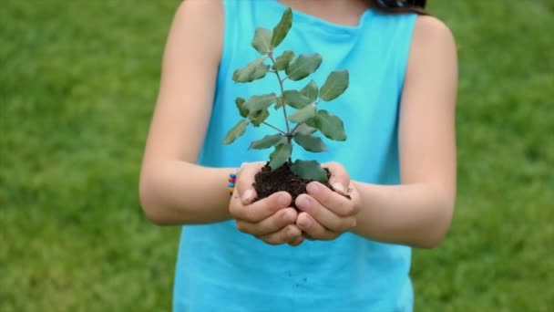 Barnet Håller Växten Och Jorden Sina Händer Selektivt Fokus Grabben — Stockvideo