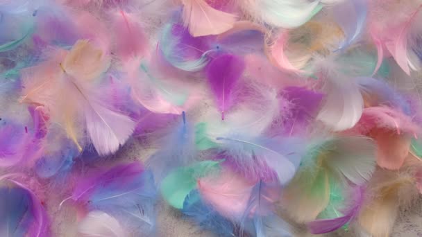 Beautiful Multi Colored Feather Soft Fluffy Selective Focus White — Vídeos de Stock
