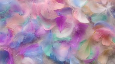 Beautiful multi-colored feather soft and fluffy. Selective focus. White.