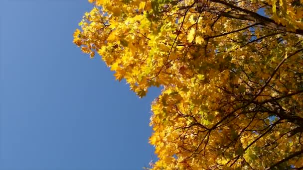 Herfstboom Met Gele Bladeren Selectieve Focus Natuur — Stockvideo