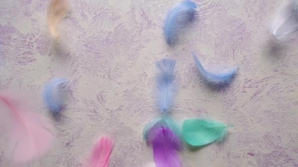Belle Plume Multicolore Douce Duveteuse Concentration Sélective Blanc — Video