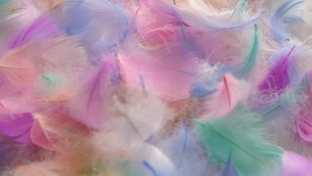 Beautiful Multi Colored Feather Soft Fluffy Selective Focus White — Stok video