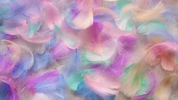 Beautiful Multi Colored Feather Soft Fluffy Selective Focus White — Vídeo de stock
