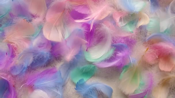 Beautiful Multi Colored Feather Soft Fluffy Selective Focus White — Vídeo de Stock