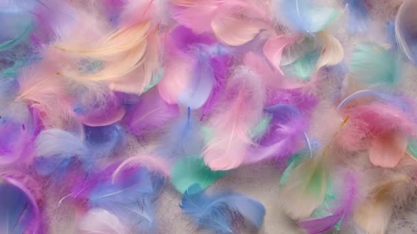 Beautiful Multi Colored Feather Soft Fluffy Selective Focus White — Stock video