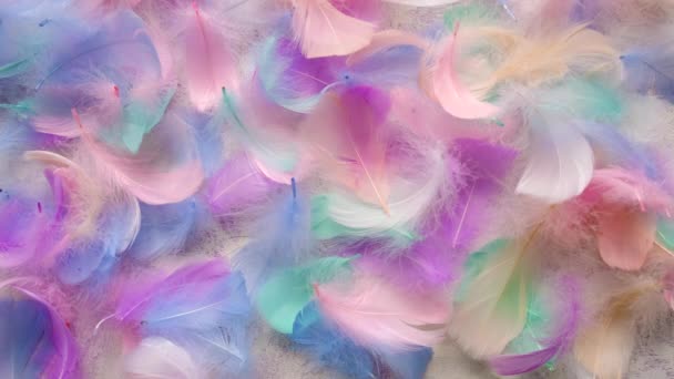 Beautiful Multi Colored Feather Soft Fluffy Selective Focus White — Vídeo de Stock